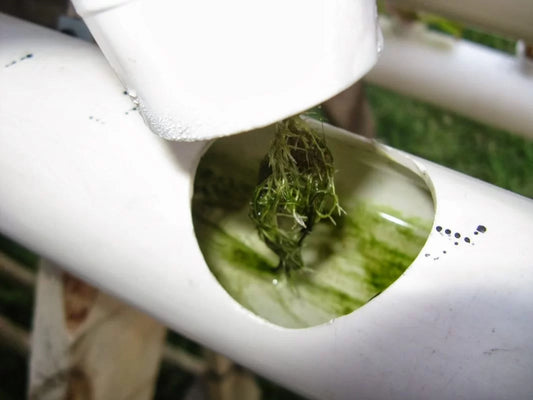 Cómo limpiar y reutilizar el agua de tu sistema de cultivo hidropónico