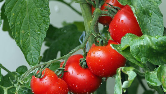 Tomates Cherry en Macetas: Consejos Clave para el Cultivo Exitoso en Espacios Reducidos